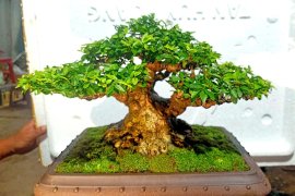 Mai chiếu thủy