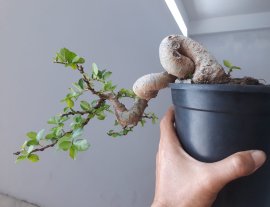 Em là Hoàng Anh Mộc, tên ở xóm là Duối...