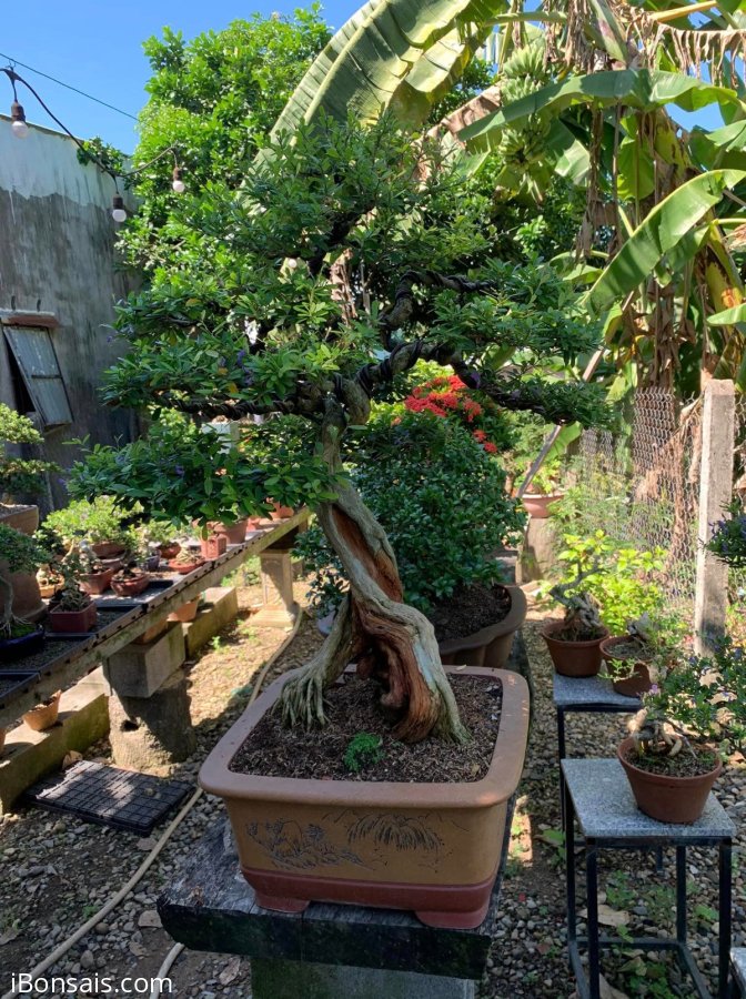 Thanh lý cây linh sam sông hinh rin cho ae về chơi
