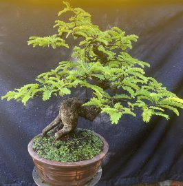 Me chua già chát khoe bộ áo mới
