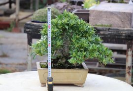 Dành dành Nhật siu hoa, siu trái, siu thơm luôn cả nhà ạ.