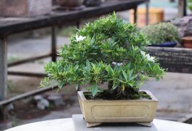 Dành dành Nhật siu hoa, siu trái, siu thơm luôn cả nhà ạ.