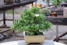 Dành dành Nhật siu hoa, siu trái, siu thơm luôn cả nhà ạ.