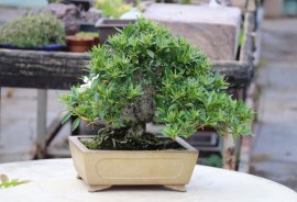Dành dành Nhật siu hoa, siu trái, siu thơm luôn cả nhà ạ.