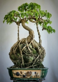 Sanh bonsai già ôm đá đẹp