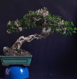 Hồng Ngọc Mai