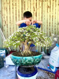Linh sam hoa trắng rin