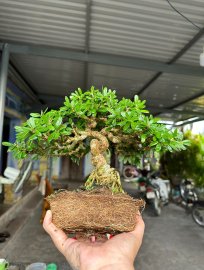 Linh sam sông hinh siêu già