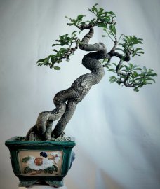 Lộc vừng rất già cây liền lạc dáng nghệ thuật