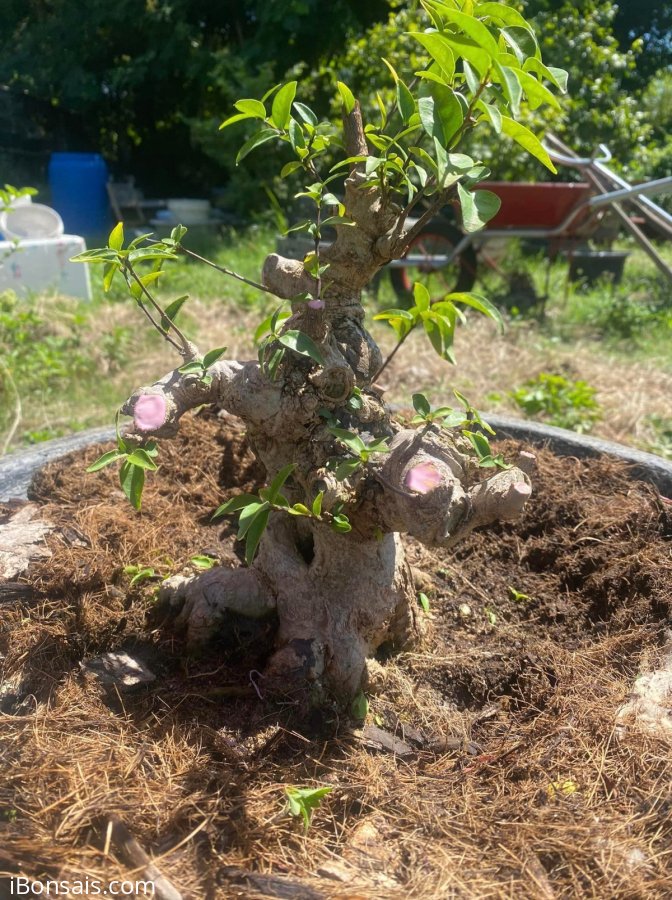 Mai chiếu thủy da đen lá lớn mập ú
