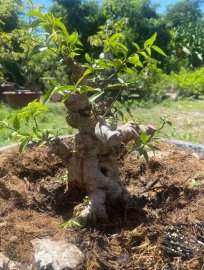 Mai chiếu thủy da đen lá lớn mập ú