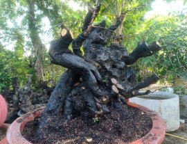 Phôi cẩm thị đẹp
