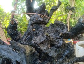 Phôi cẩm thị đẹp