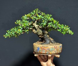 Cổ thụ trên tay