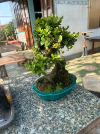 Hải châu mini