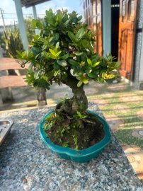 Hải châu mini