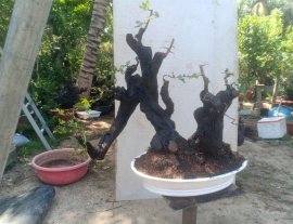 Cẩm thị quái..phom hiện đại