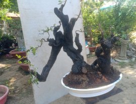 Cẩm thị quái..phom hiện đại