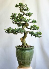 Mai chiếu thủy bonsai già dáng cổ chi tàn mịn siêng hoa