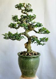 Mai chiếu thủy bonsai già dáng cổ chi tàn mịn siêng hoa