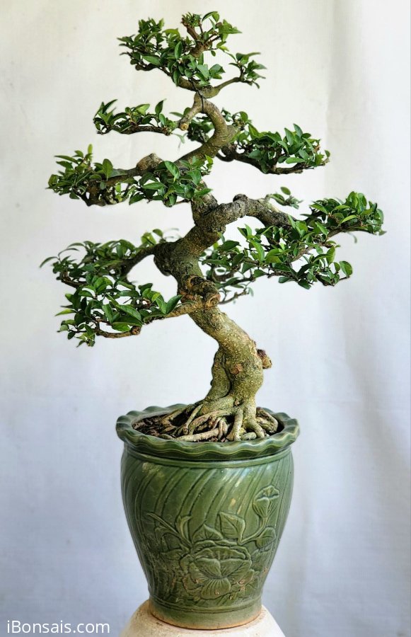 Mai chiếu thủy bonsai già dáng cổ chi tàn mịn siêng hoa