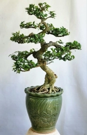 Mai chiếu thủy bonsai già dáng cổ chi tàn mịn siêng hoa