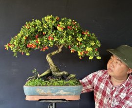 Hải châu sông cầu