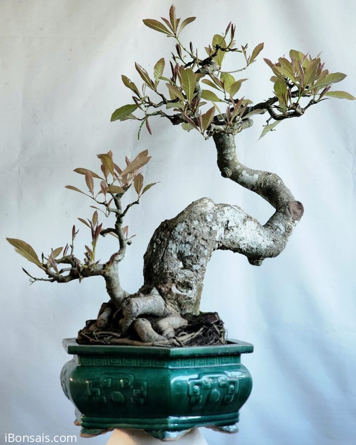 Lộc vừng bonsai cây rất già siêng hoa