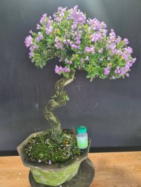 Linh sam rin lắc thân