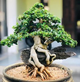 Sam hương