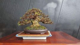 Mai chiếu thủy lá trung mini