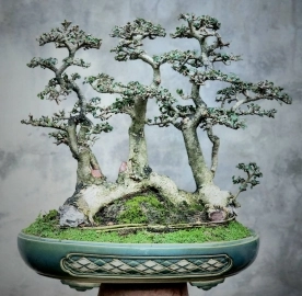 Cây Duối bonsai rất già cụm rừng mịn lá nhỏ cây đẹp