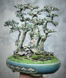 Cây Duối bonsai rất già cụm rừng mịn lá nhỏ cây đẹp
