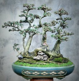 Cây Duối bonsai rất già cụm rừng mịn lá nhỏ cây đẹp