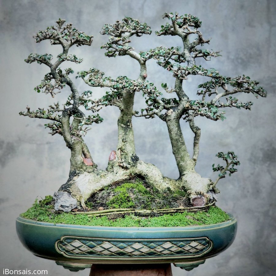 Cây Duối bonsai rất già cụm rừng mịn lá nhỏ cây đẹp
