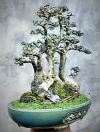 Cây Duối bonsai rất già cụm rừng mịn lá nhỏ cây đẹp