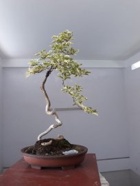 Hoa giấy ghép Cẩm Thạch tím siêu bông...