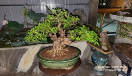 Mai nu gò công lên đời