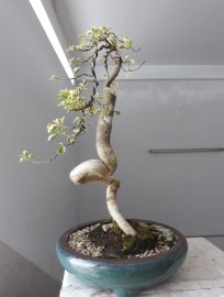 Hoa Giấy ghép Cẩm Thạch tím thân lắc khéo...