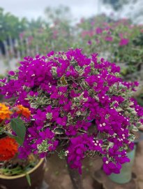 Hoa Giấy ghép Cẩm Thạch tím thân lắc khéo...