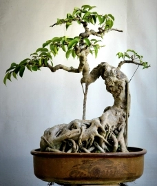 Sanh mini bonsai già