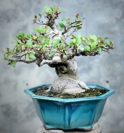 Si búp đỏ mini bonsai già đẹp