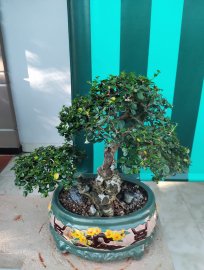 Trà phúc kiến thành phẩm hoa trái quanh năm