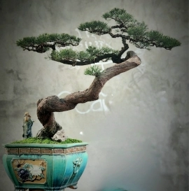 Cây Dương (phi lao) bonsai già đẹp dáng rất nghệ thuật