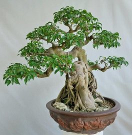 Sanh quê gl0905700556
