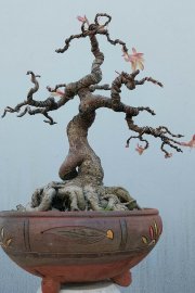 Cây sộp, cây túc