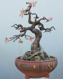 Cây sộp, cây túc