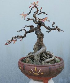 Cây sộp, cây túc