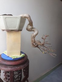 Em Giấy Mỹ zin đổ treo...