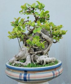 Si búp hồng Bình Định